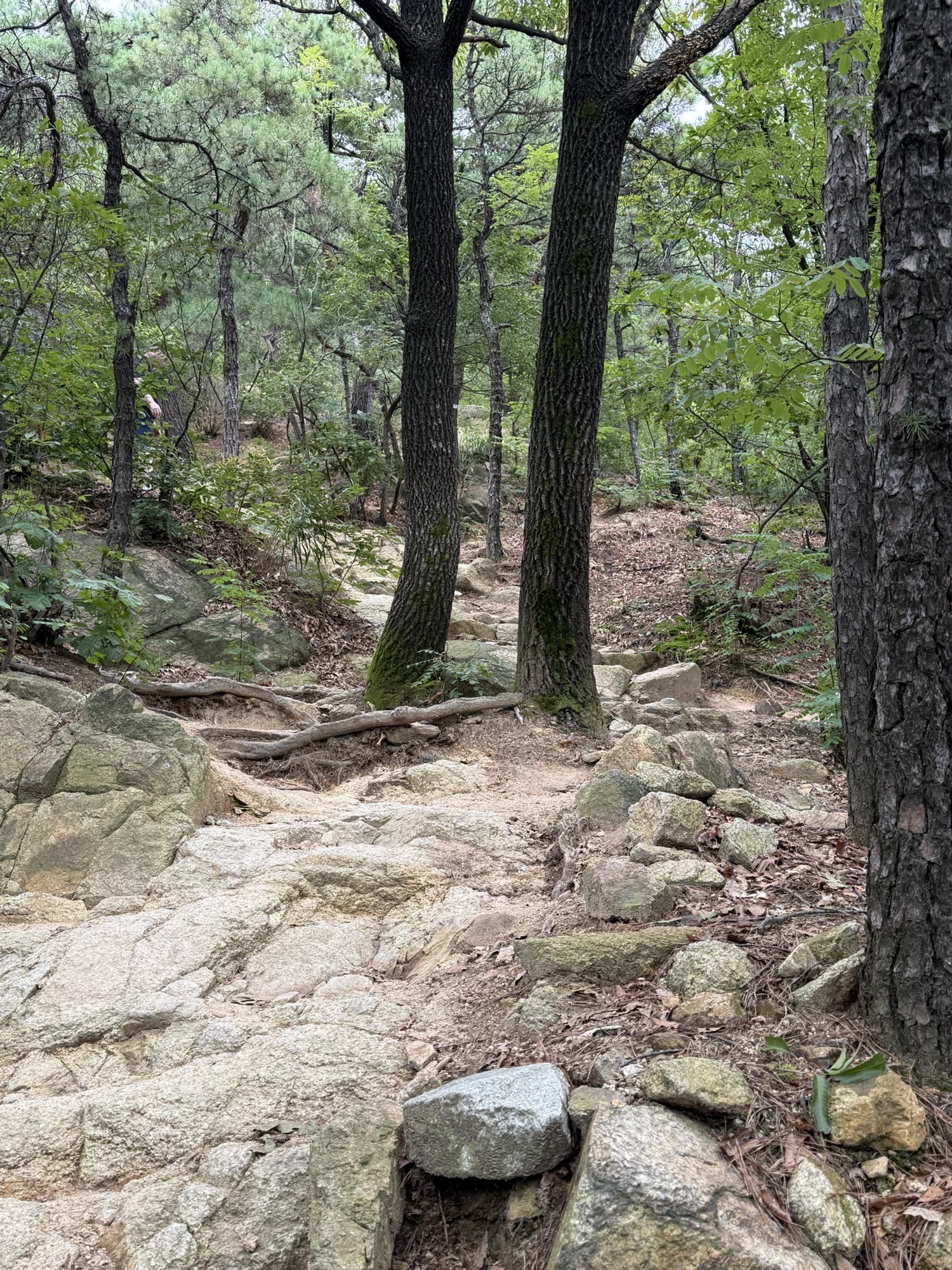 Forest trail section on Yongmasan