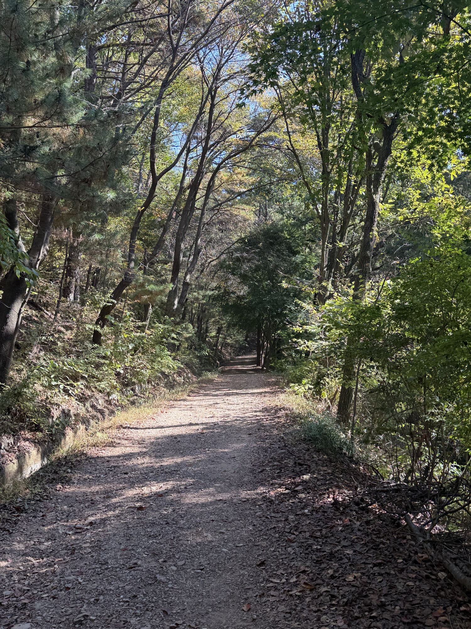 Shaded woodland path at the start of Munsusan Course 1